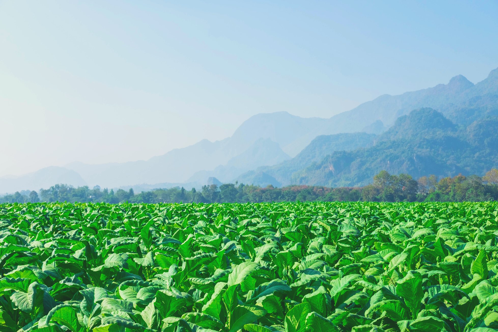 Tobacco Leaves in Farm